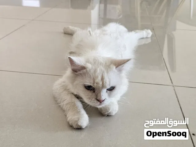 قطة بيضاء و 3 قطط من نوعية ممتازة