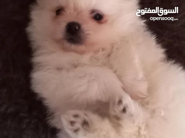 بومرينيان بيور