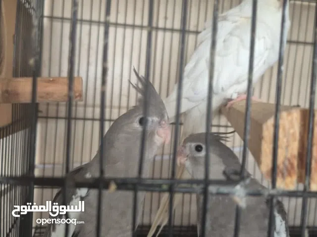 طيور كوكتيل