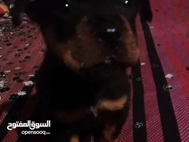 كلاب روت وايلر للبيع او التبني في مصر : كلب روت وايلر : افضل سعر