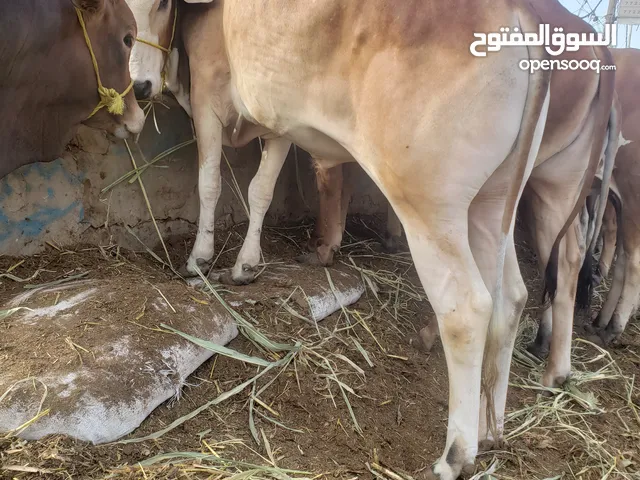 بيع وشراء ابقار واغنام وذبحها