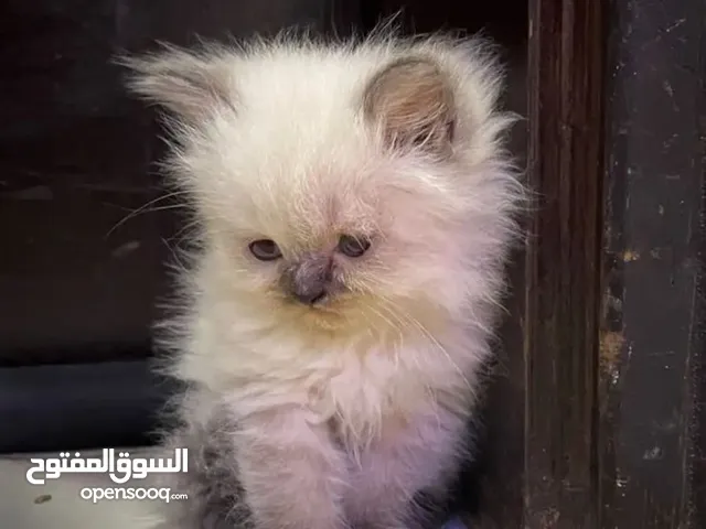 قطط للبيع العمر شهر و 15 يوم