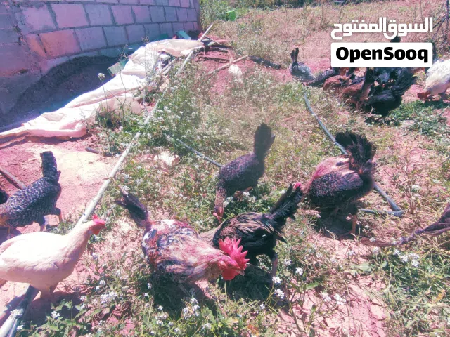 دجاج بلدي بياض للبيع  العمر 9 اشهر  بياض وبصحه جيده