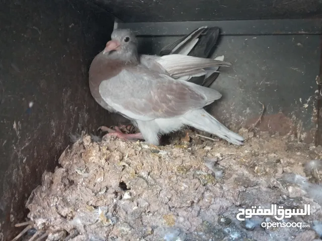 زغاليل حمام حجم كبير