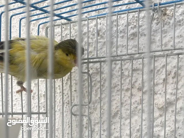 ذكر كناري مغرد جاهز مع القفص ومستلزماته