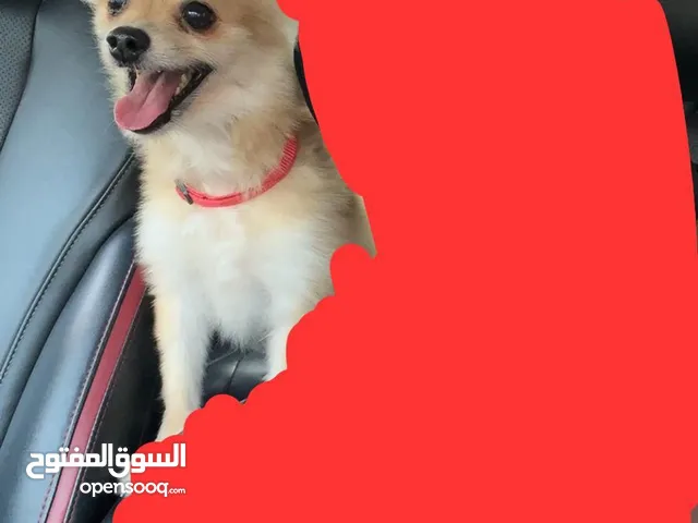 لأسرع متصل أنثى بروميرين للبيع بسعر مغري