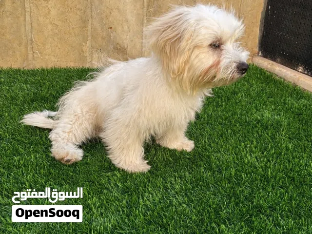 مالتيز اربع اشهر مطعم
