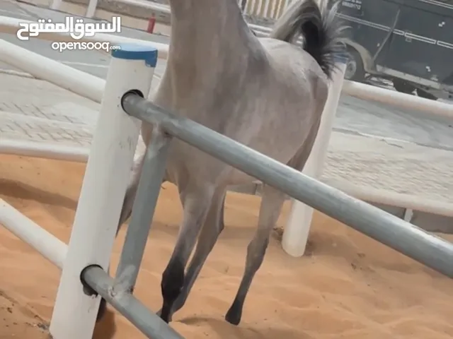مهره جمال جواز واهو