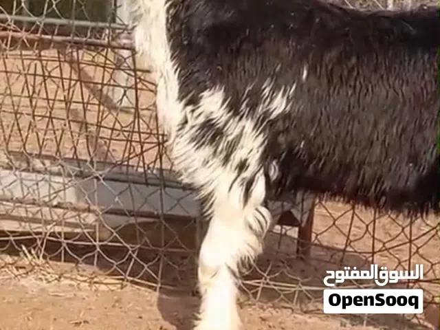 اضاحي نجدي انتاج العزبه