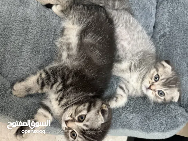 قطط صغير اقل من 3 شهور سكوتش فولد الوان مميزة تقدر تحجز واحد فقط