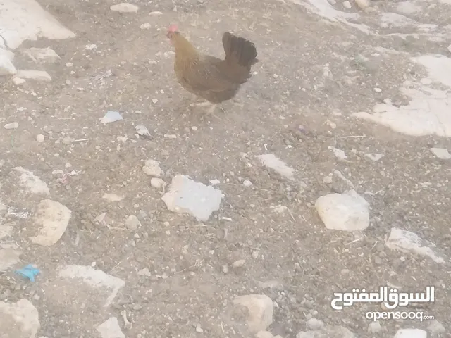 4جاجات بلدي بياض اقرأ الوصف