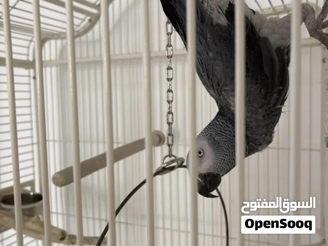 Parrot 8 year old perfect condition boy with cage