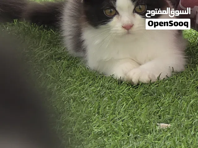 قطط شيرازى انثى للبيع
