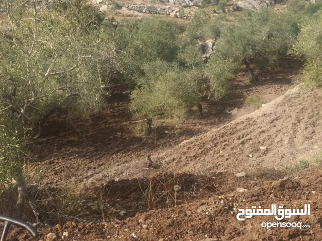 القبة الذهبية اراضي بلعا دير الغصون