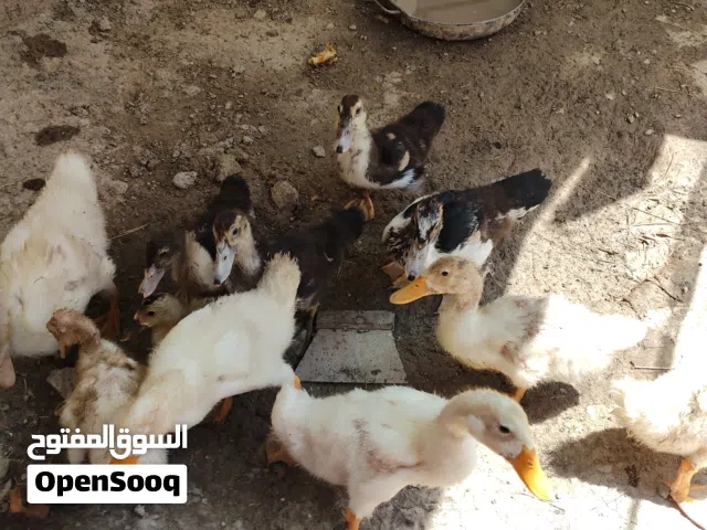 بش مصري بحت