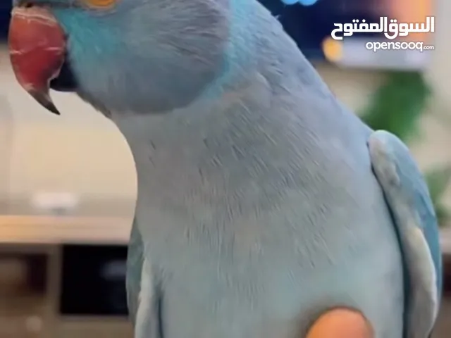 بغبغاء درة هولندي اليف جدا.   A very tame parakeet.