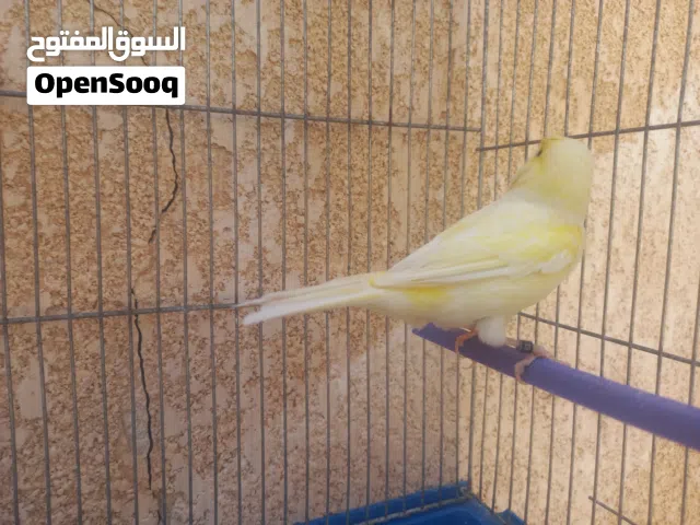 السلام عليكم ورحمة الله وبركاتة ذكر كناري موازيك مغلوظه يغني ماشاءالله لبيع ريش