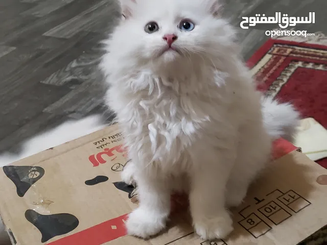 حيوانات للبيع