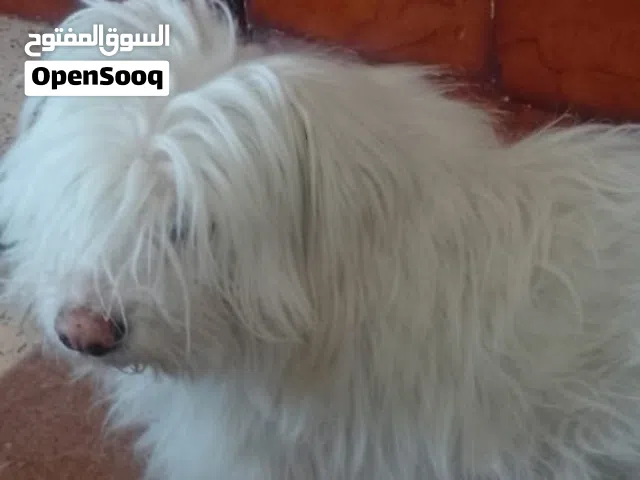 فرينش تيرير جراء اناث وذكور/ الزرقاء