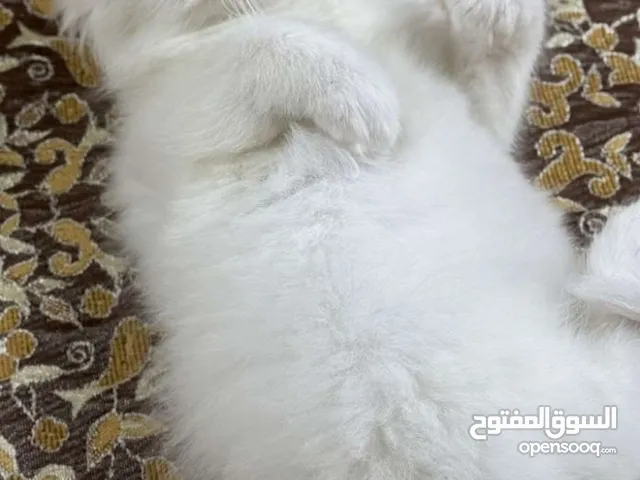 قط شيرازي ذكر عمر شهرين للبيع