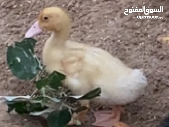 بط للبيع ...