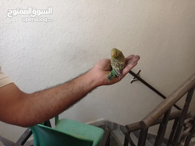 فراخ حوب بلدي الفيفات للبيع