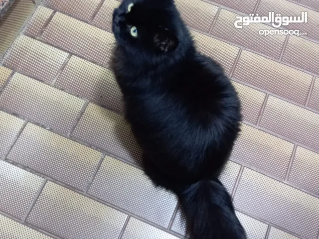 قطة نوع شيرازي