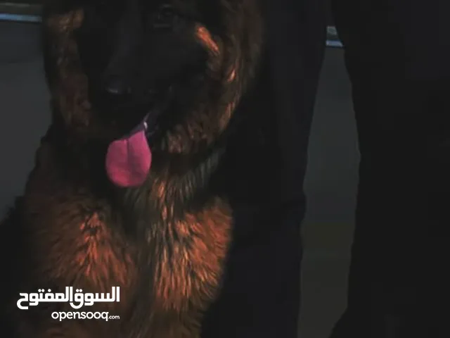 جيرمن جيرمن بلاك روت وايلر