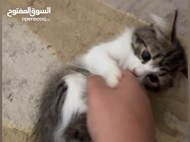 قطوه  معاه اغراضه وكل شي والقطوه زينه للبيوت و نضيفه وصغيره وأليفه وزينه لليهال.