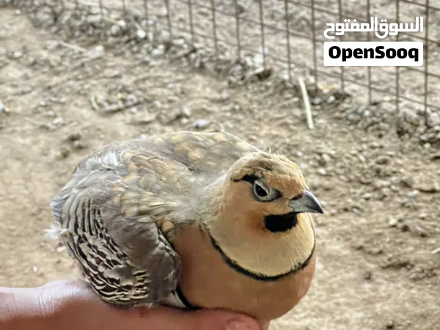 قطا عراقي ذكر منتج