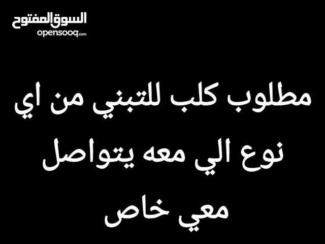 مطلوب كلاب في حدود بهلا/عبري