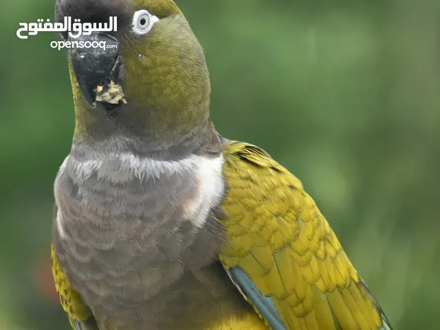 ببغاء كنيور بتاغونيا أكبر انواع الكنيور