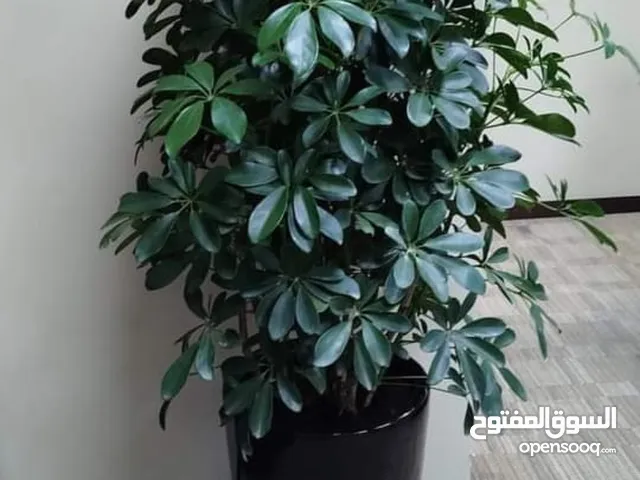 indoor plants with pots also provided plants maintenance