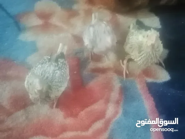 عصافير كوكتيل الحبه ب 10 دنانير