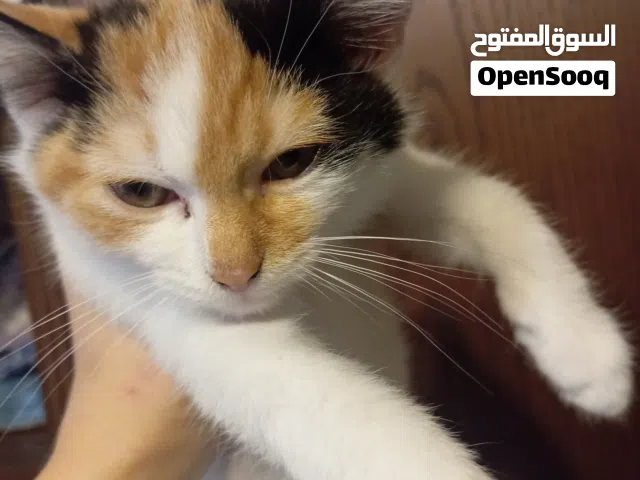 قطط للتبني