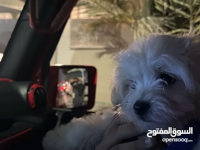 Maltese puppy