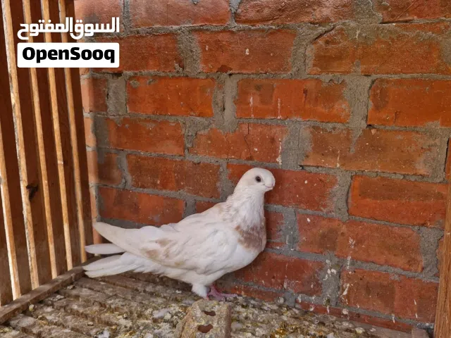 طير حمام صافي مصري غزار