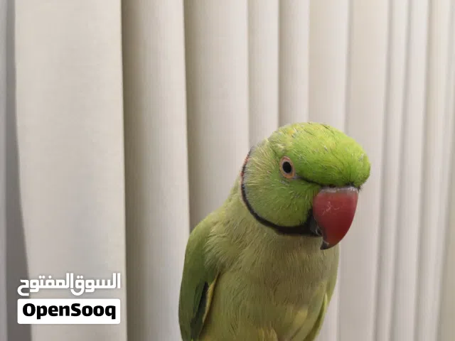 للبيع ببغاء متو ( درة هندية ) متكلم أليف