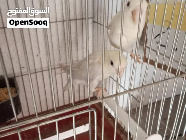 جوز روز نخب للبيع