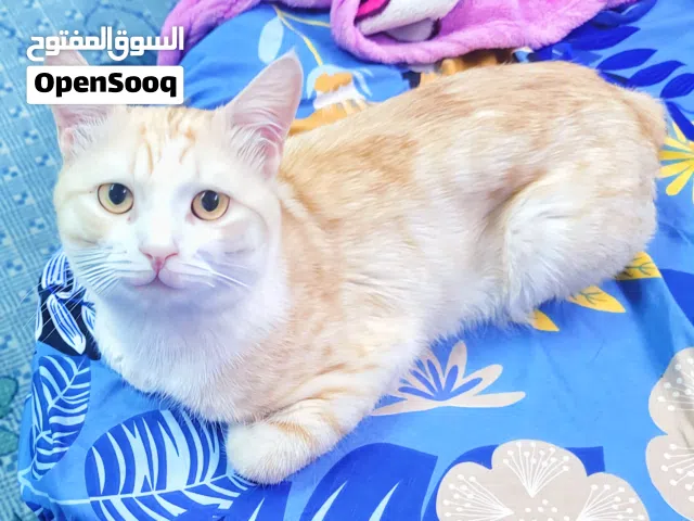 قط للتبني ذكر ماشاء الله منتهى النضافه ومتربي في البيت منذ ولادته
