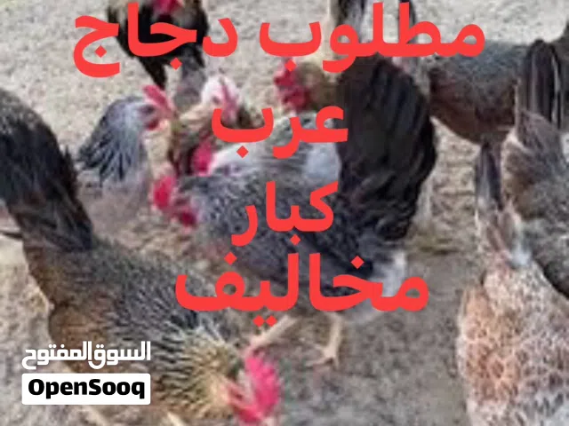 مطلوب دجاج عرب بس دجاج