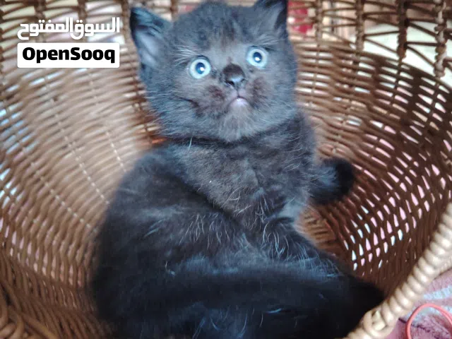 أنثى برتش العمر شهرين
