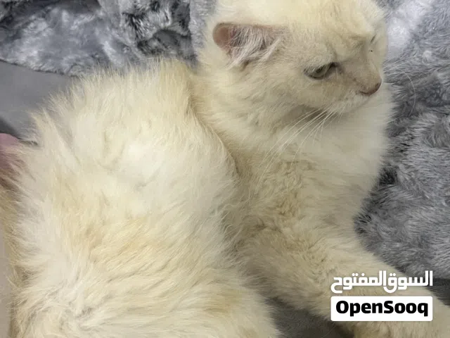 قطه شيرازيه