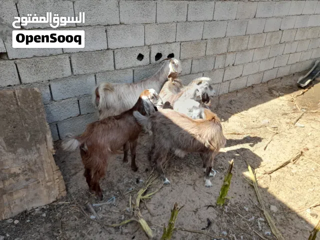 معزة جامعة كبير
