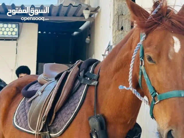 فرس قفز حواجز للبيع