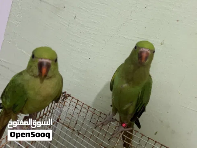 ( طيور ببغاء اخضر )