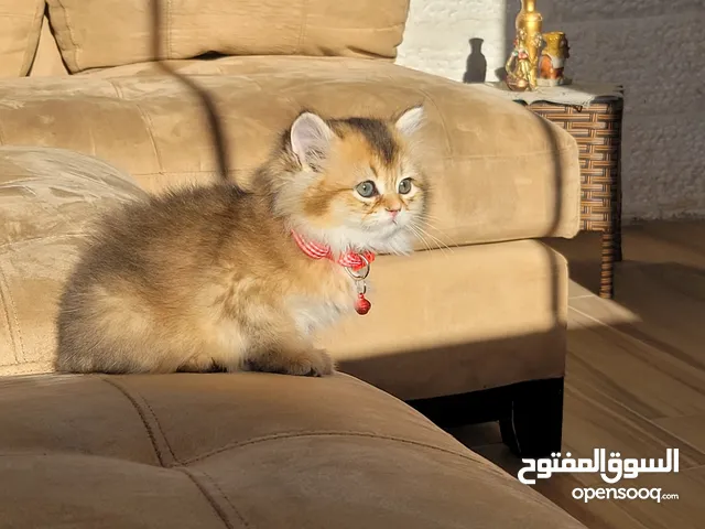 جولدن سكوتش ستريت للبيع