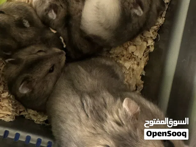 هامستر كبار و صغار