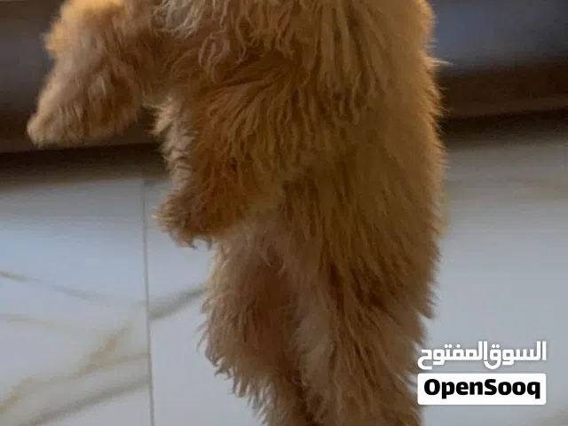 توى بودل مطعم  مدرب على البادز والعشب نتيه