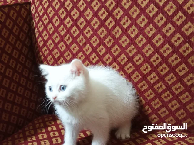 كتن سكوتش ستريت لون ابيض عمر شهرين عيون زرقاء طول الشعر متوسط